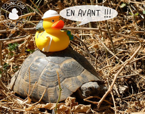 Coincoin et la tortue