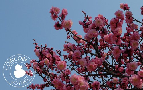 Palais-Changdeokgung-cerisier
