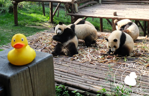 chine panda chengdu visite