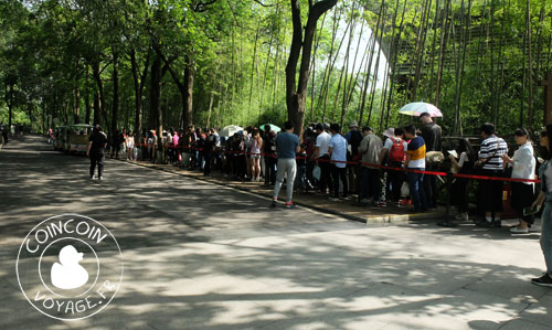 file-attente-chendgu-panda