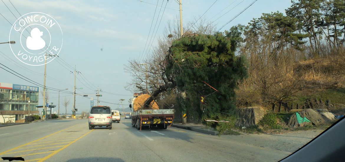 location voiture jéju corée arbre