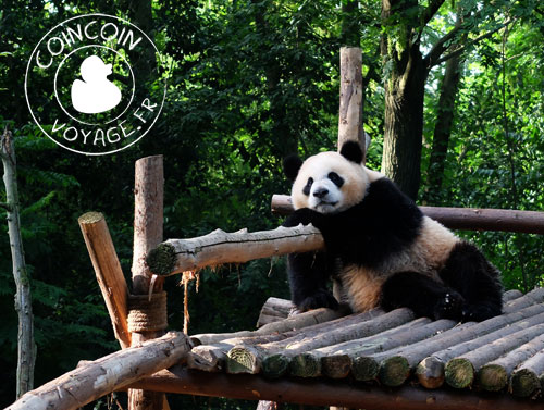 panda coincoin voyage chine