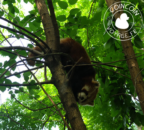 panda-roux-chengdu