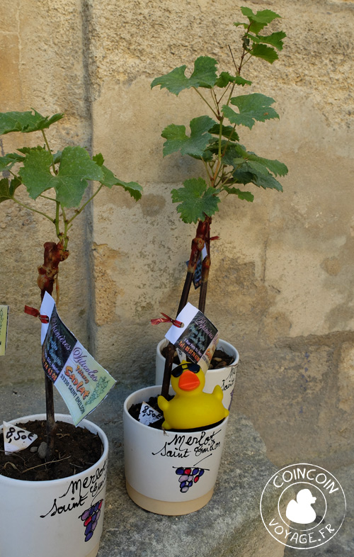 saint-emilion visite vigne