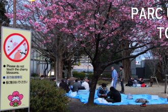 hanami parc ueno tokyo