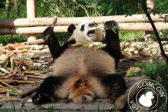 panda-bambou-chengdu