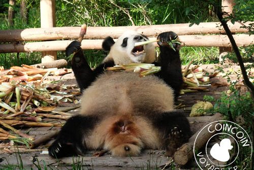 panda-bambou-chengdu