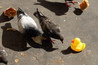paris-pigeon