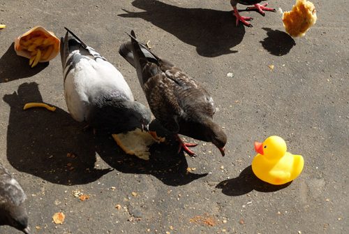 paris-pigeon